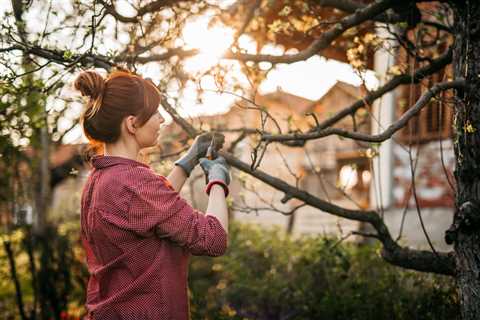 The Difference Between Trimming and Pruning