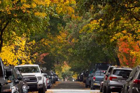 What Is Urban Forestry?