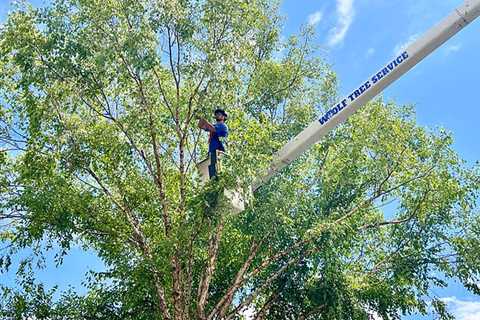 The Benefits of Hiring a Tree Trimming Service