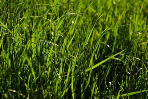 Is Drought Tolerant Grass Always Necessary in a Dry Climate?