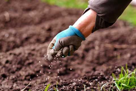 Here is the BEST Time to Fertilize Eggplant in South Carolina (2023 Guide)