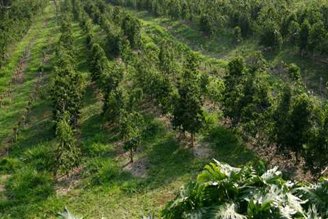 The Impact of Pest and Disease Control on Oahu's Farms