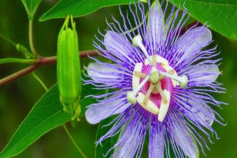 What Plants Thrive in Wet Soil in Florida?