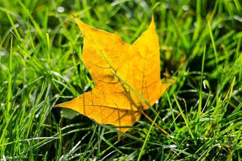 How to Make Grass Green After a Long Hot Summer