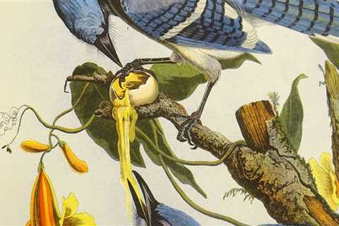 Where did audubon society start?