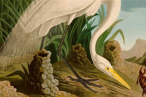 How did the audubon society begin?