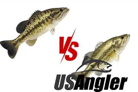 Spotted Bass vs Largemouth - The Differences Explained