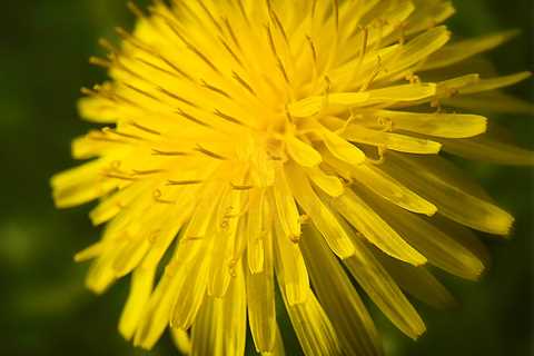 Warm Coloured Dandelion