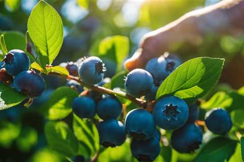 Master Organic Blueberry Bush Care for Bountiful Berries