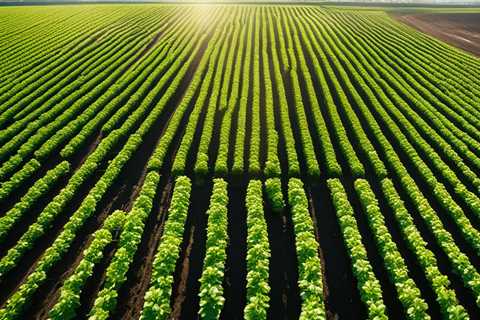 Grow with Us: Organic Celery Cultivation: Crunchy and Flavorful