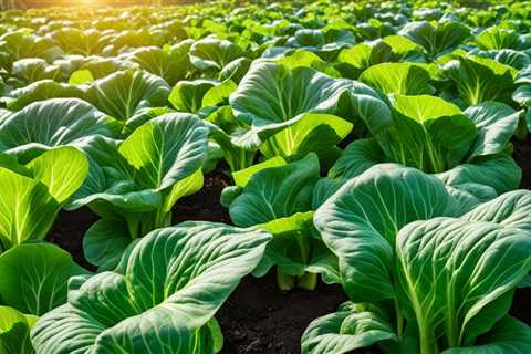 Bok Choy: Organic Growing Tips for Asian Greens Unveiled