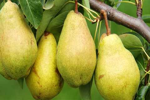 Growing Delicious Pears in Dripping Springs, Texas Orchards