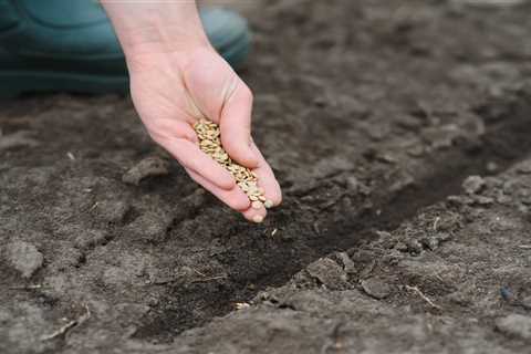 Optimal Timing for Planting Grass Seed