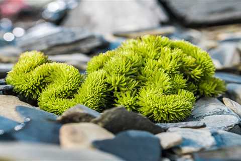 Choosing the Perfect Plants for Rock Gardens