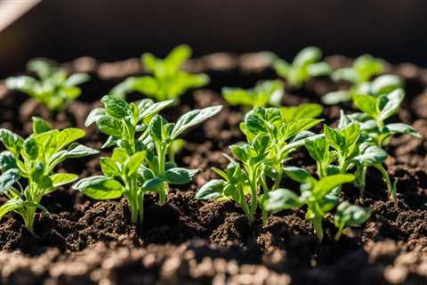 Grow Tomatoes from Seedlings: Easy Tips & Tricks