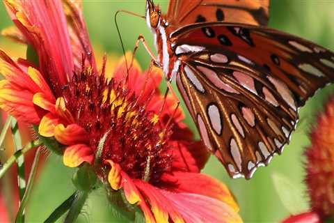 The Bright and Colorful Atala Butterflies of Southwest Florida