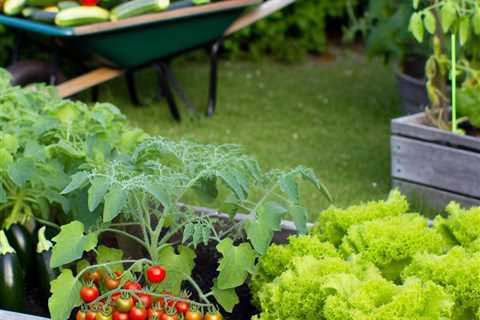 “What are the easiest vegetables to grow for beginners?”