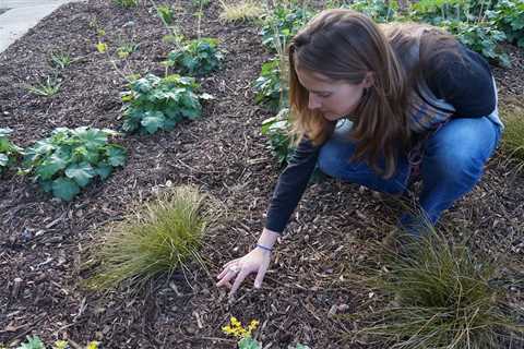 Boost Your Garden: Unlock Soil Power with Organic Mulching Techniques