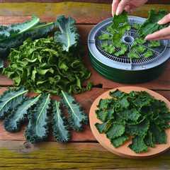 The Benefits of Crispy Dehydrated Kale Chips