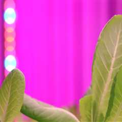 A Complete Guide to Light Cycles for Different Stages of Growth in Hydroponic Gardening