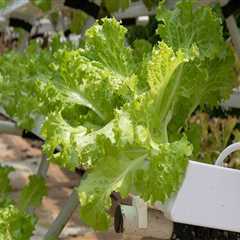 Understanding Plant Hormones and Growth Regulators for Successful Hydroponic Gardening