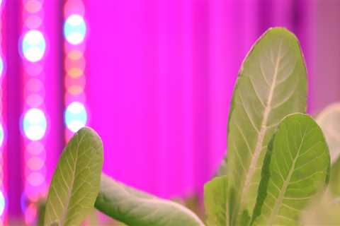 A Complete Guide to Light Cycles for Different Stages of Growth in Hydroponic Gardening