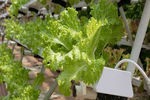 Understanding Plant Hormones and Growth Regulators for Successful Hydroponic Gardening