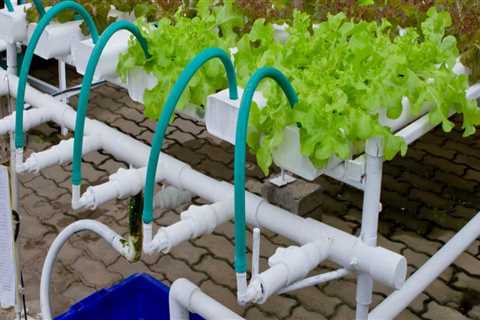 Ebb and Flow: The Ultimate Guide to Hydroponic Gardening