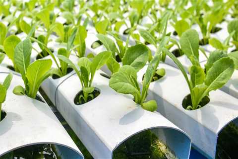 How Beneficial Microbes and Enzymes Can Transform Your Hydroponic Garden