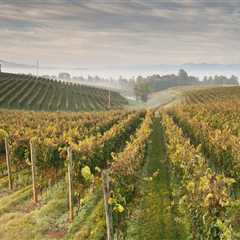 Exploring the Vineyards of Dulles, Virginia: A Guide to Buying Wine