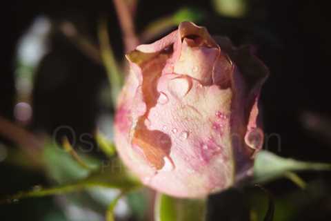 Rose At Night XI