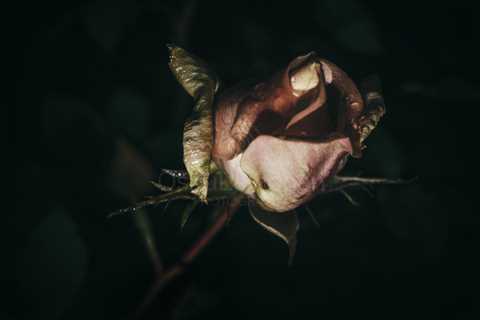 Rose At Night V