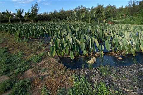 The Impact of Hawaii's High Cost of Living on the Food System