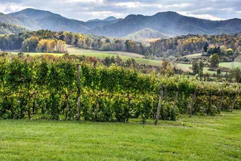 Exploring the Family-Owned Vineyards of Dulles, Virginia