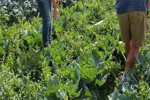 The Evolution of Agriculture in Canyon County, ID