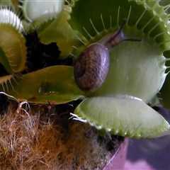 The Fascinating World of Carnivorous Plants: Exploring Their Unique Methods of Trapping Prey
