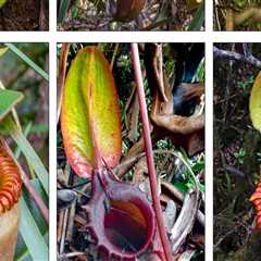 The Fascinating World of Carnivorous Plants: Their Survival and Importance