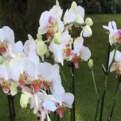 Selecting Orchids: A Guide to Local Nurseries and Garden Centers