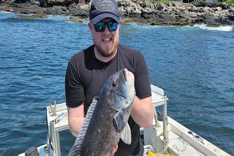 Record Tautog Caught in Maine…on Live Mackerel!