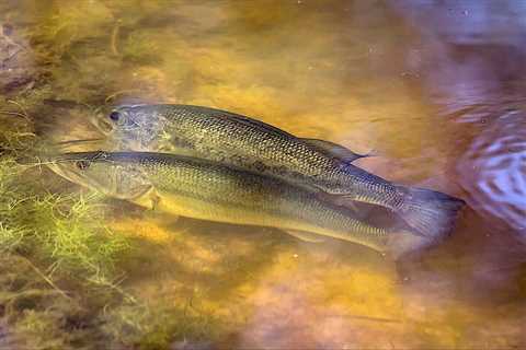 Mastering Pre-Spawn Bass Fishing: Tips, Techniques, and Secrets