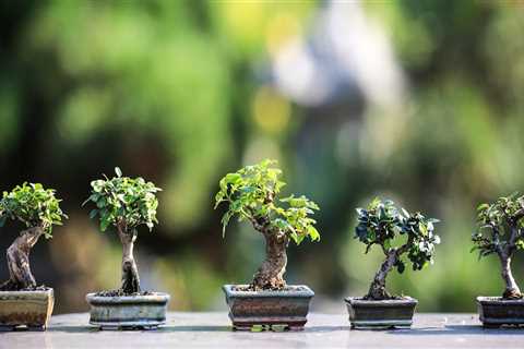 The Fascinating History of Bonsai Trees in Honolulu