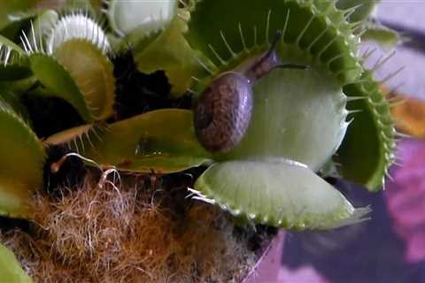 The Fascinating World of Carnivorous Plants: Exploring Their Unique Methods of Trapping Prey