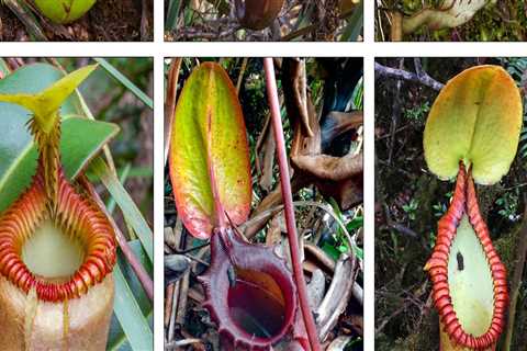 The Fascinating World of Carnivorous Plants: Their Survival and Importance