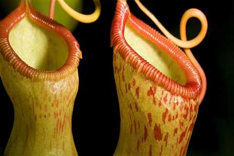 The Hidden Dangers of Handling Carnivorous Plants