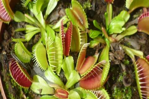 Growing Carnivorous Plants Indoors: Expert Insights