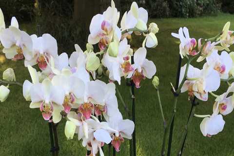 Selecting Orchids: A Guide to Local Nurseries and Garden Centers