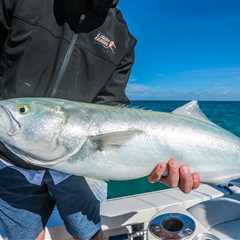 VIDEO: Epic Winter Action on Bluefish…in Florida