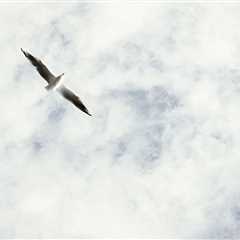 Fly High above the Sky (Seagull)