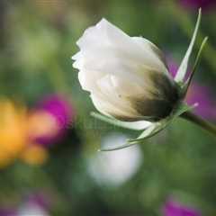 White Flower I