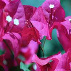 Can bougainvillea grow in northern virginia?